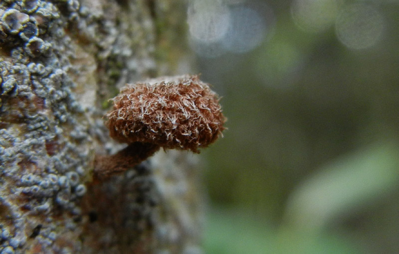 Phaeomarasmius erinaceus